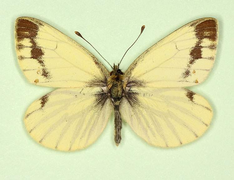 Pieris napi male (aberrant form lachrymosa) (Internet Image property of respective owner, non-commercial use only)